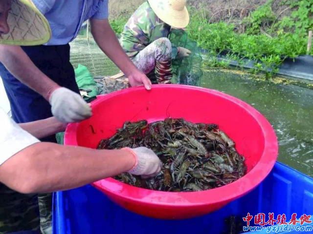 中國養殖基地 yzjidi.com