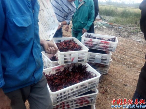 中國養殖基地 yzjidi.com