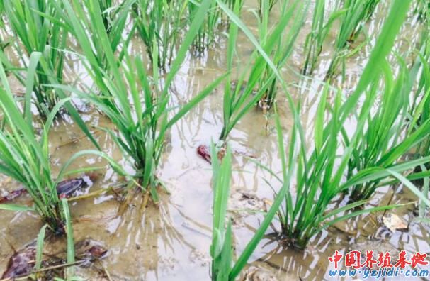 中國養殖基地 yzjidi.com