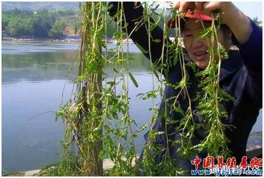 中國養殖基地 yzjidi.com