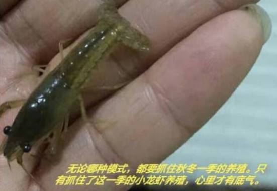 中國養殖基地 yzjidi.com