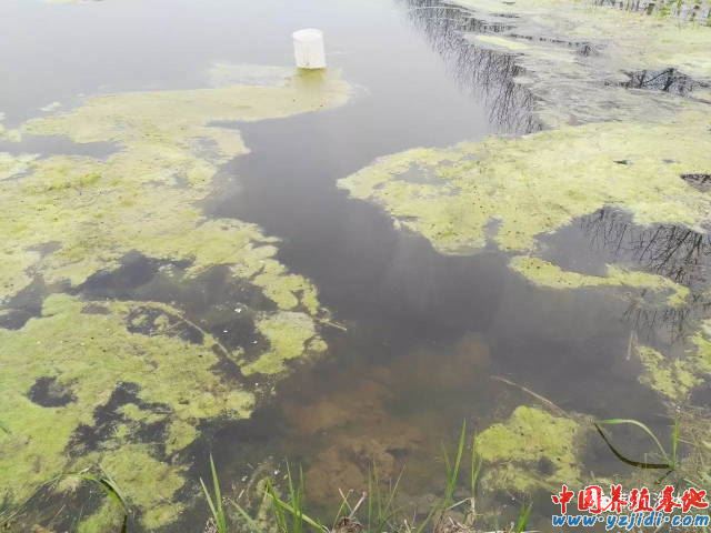 中國養殖基地 yzjidi.com