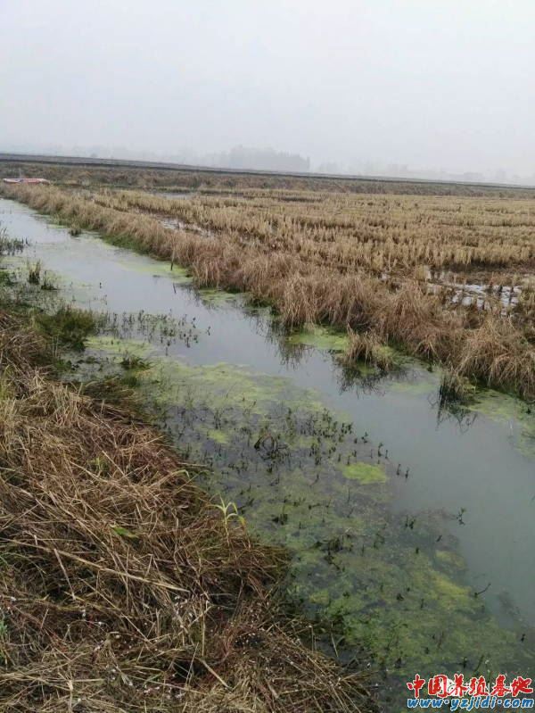 中國養殖基地 yzjidi.com