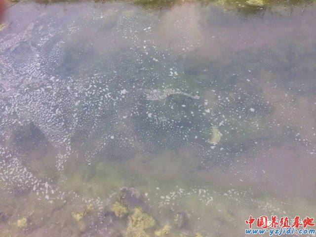 中國養殖基地 yzjidi.com