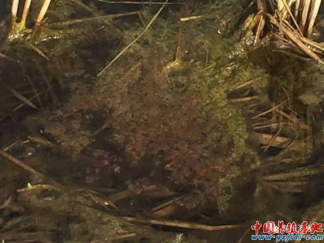 中國養殖基地 yzjidi.com