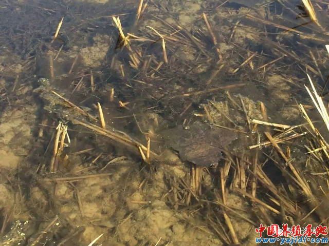 中國養殖基地 yzjidi.com