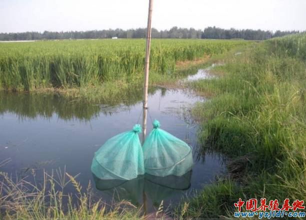 中國養殖基地 yzjidi.com