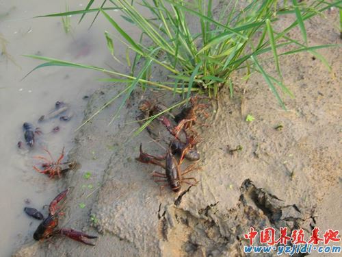 中國養殖基地 yzjidi.com