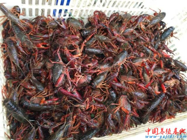 中國養殖基地 yzjidi.com
