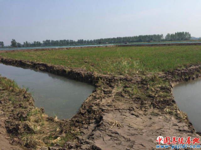 中國養殖基地 yzjidi.com