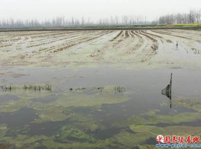 中國養殖基地 yzjidi.com