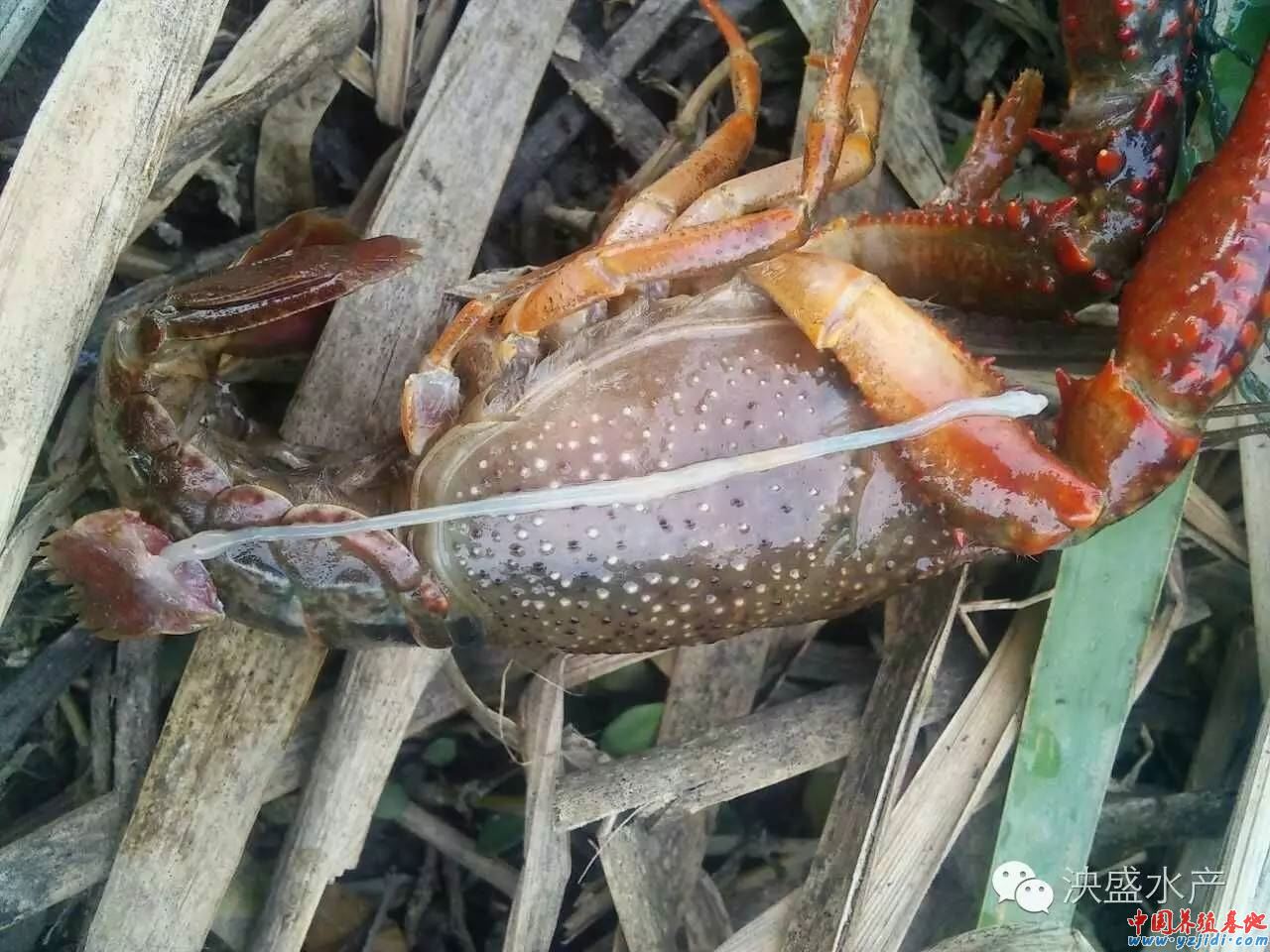 中國養殖基地 yzjidi.com