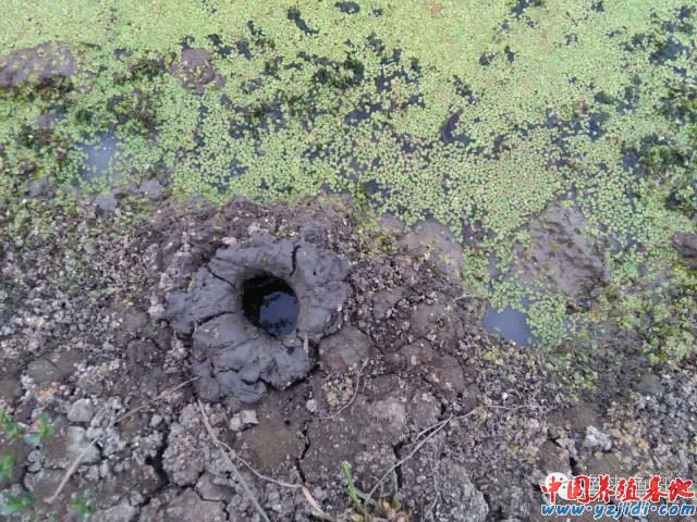 中國養殖基地 yzjidi.com