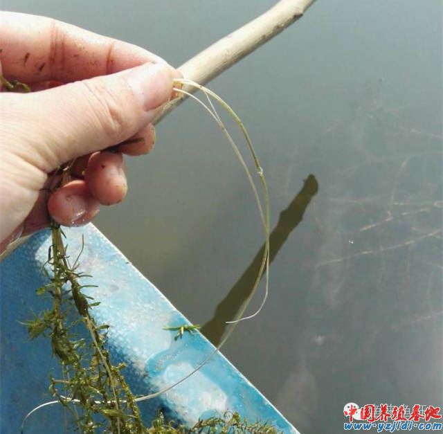 中國養殖基地 yzjidi.com