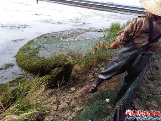 中國養殖基地 yzjidi.com