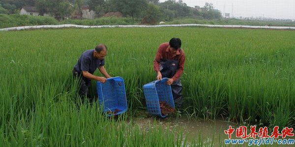 中國養殖基地 yzjidi.com