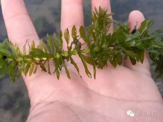 中國養殖基地 yzjidi.com