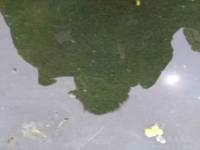 中國養殖基地 yzjidi.com
