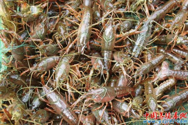 中國養殖基地 yzjidi.com