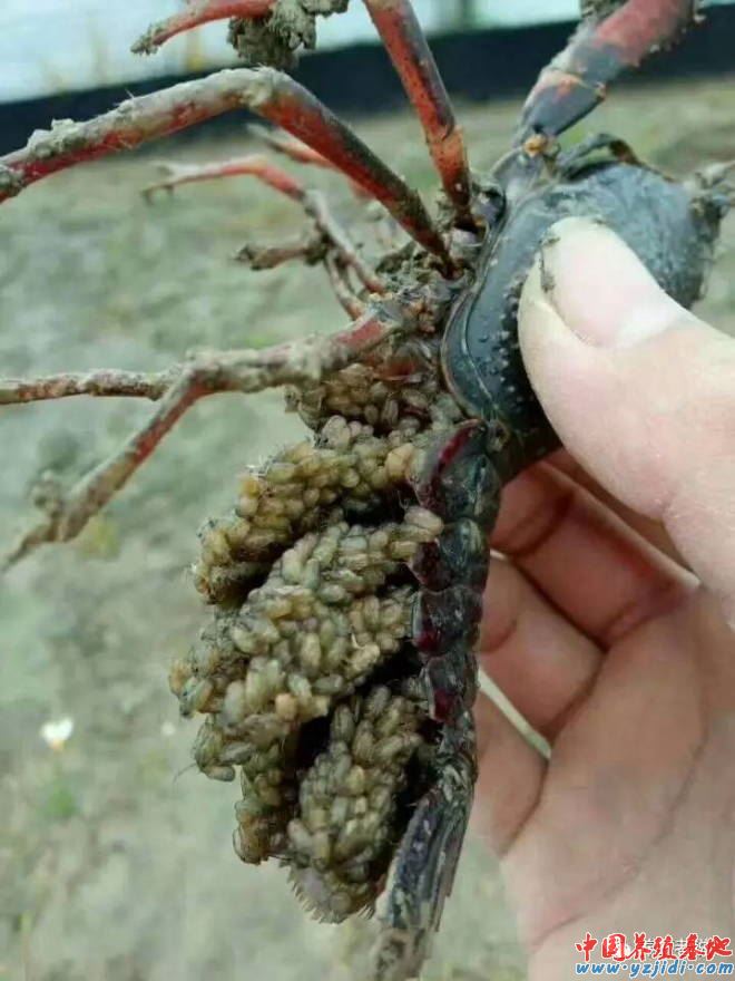 中國養殖基地 yzjidi.com