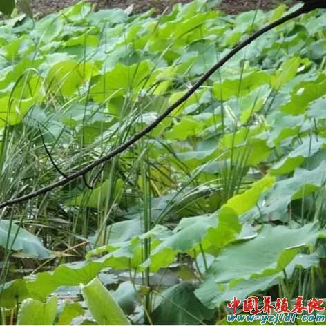中國養殖基地 yzjidi.com