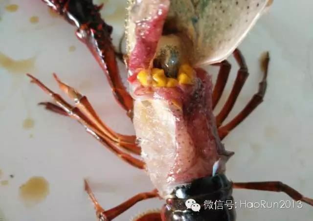 中國養殖基地 yzjidi.com