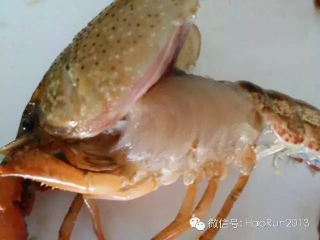 中國養殖基地 yzjidi.com