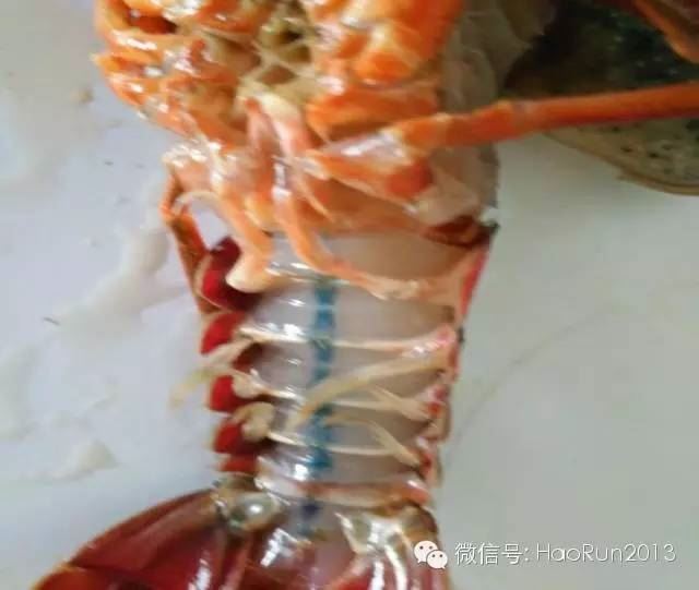 中國養殖基地 yzjidi.com