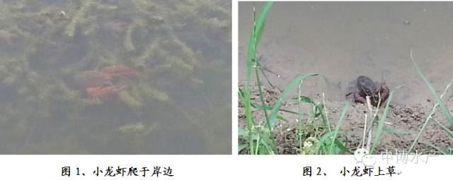 中國養殖基地 yzjidi.com