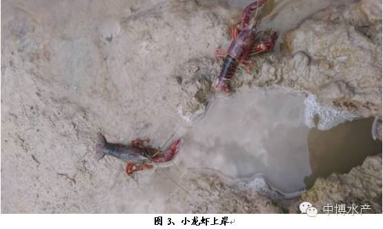 中國養殖基地 yzjidi.com