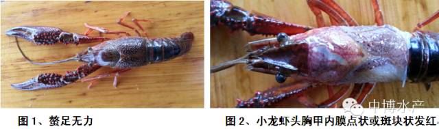 中國養殖基地 yzjidi.com