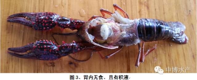 中國養殖基地 yzjidi.com