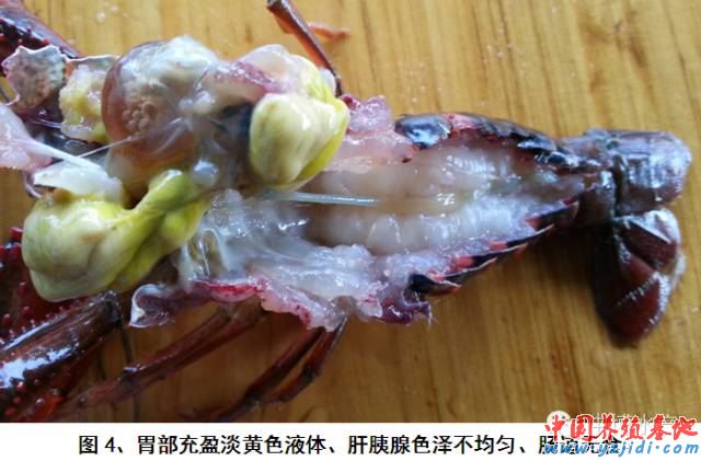 中國養殖基地 yzjidi.com