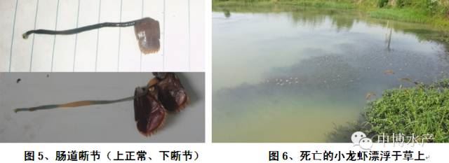 中國養殖基地 yzjidi.com
