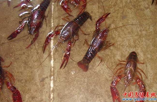 中國養殖基地 yzjidi.com