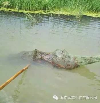 中國養殖基地 yzjidi.com