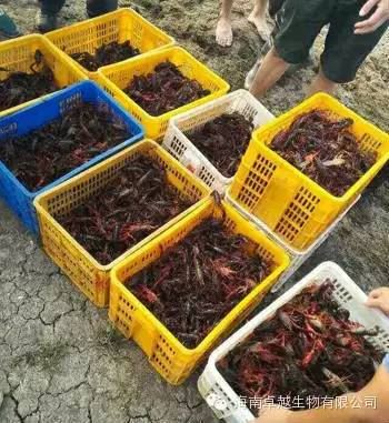 中國養殖基地 yzjidi.com