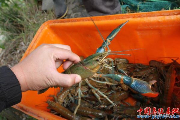 中國養殖基地 yzjidi.com