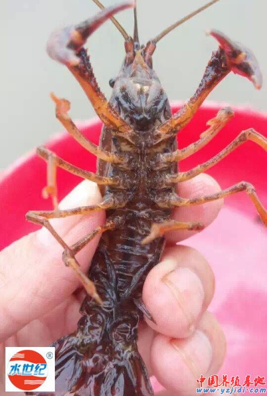 中國養殖基地 yzjidi.com