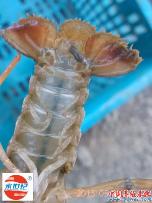 中國養殖基地 yzjidi.com