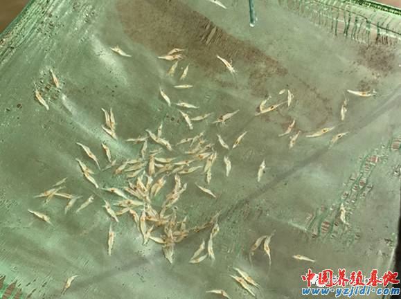 中國養殖基地 yzjidi.com