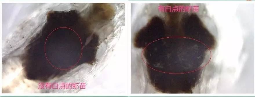 中國養殖基地 yzjidi.com