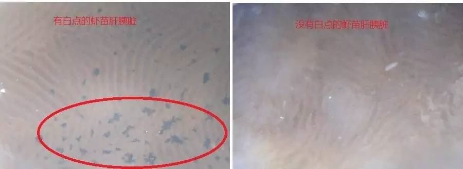 中國養殖基地 yzjidi.com