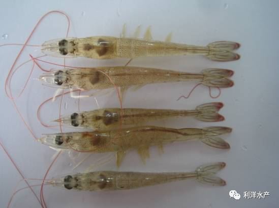 中國養殖基地 yzjidi.com