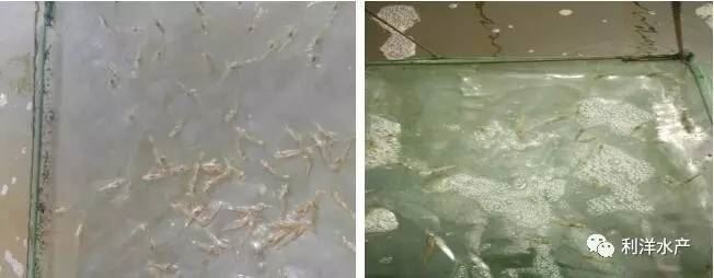 中國養殖基地 yzjidi.com