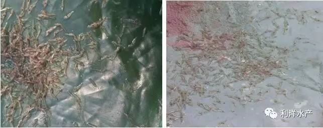 中國養殖基地 yzjidi.com