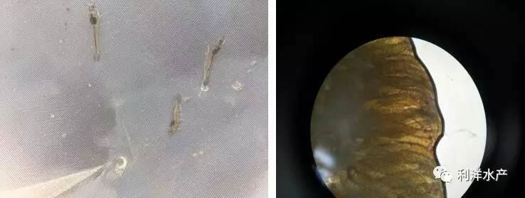 中國養殖基地 yzjidi.com