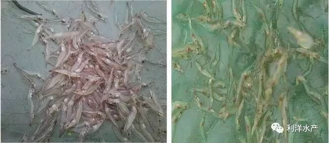 中國養殖基地 yzjidi.com