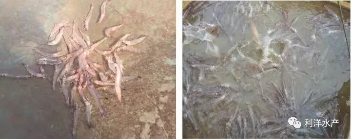 中國養殖基地 yzjidi.com