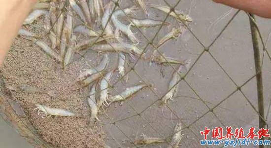 中國養殖基地 yzjidi.com